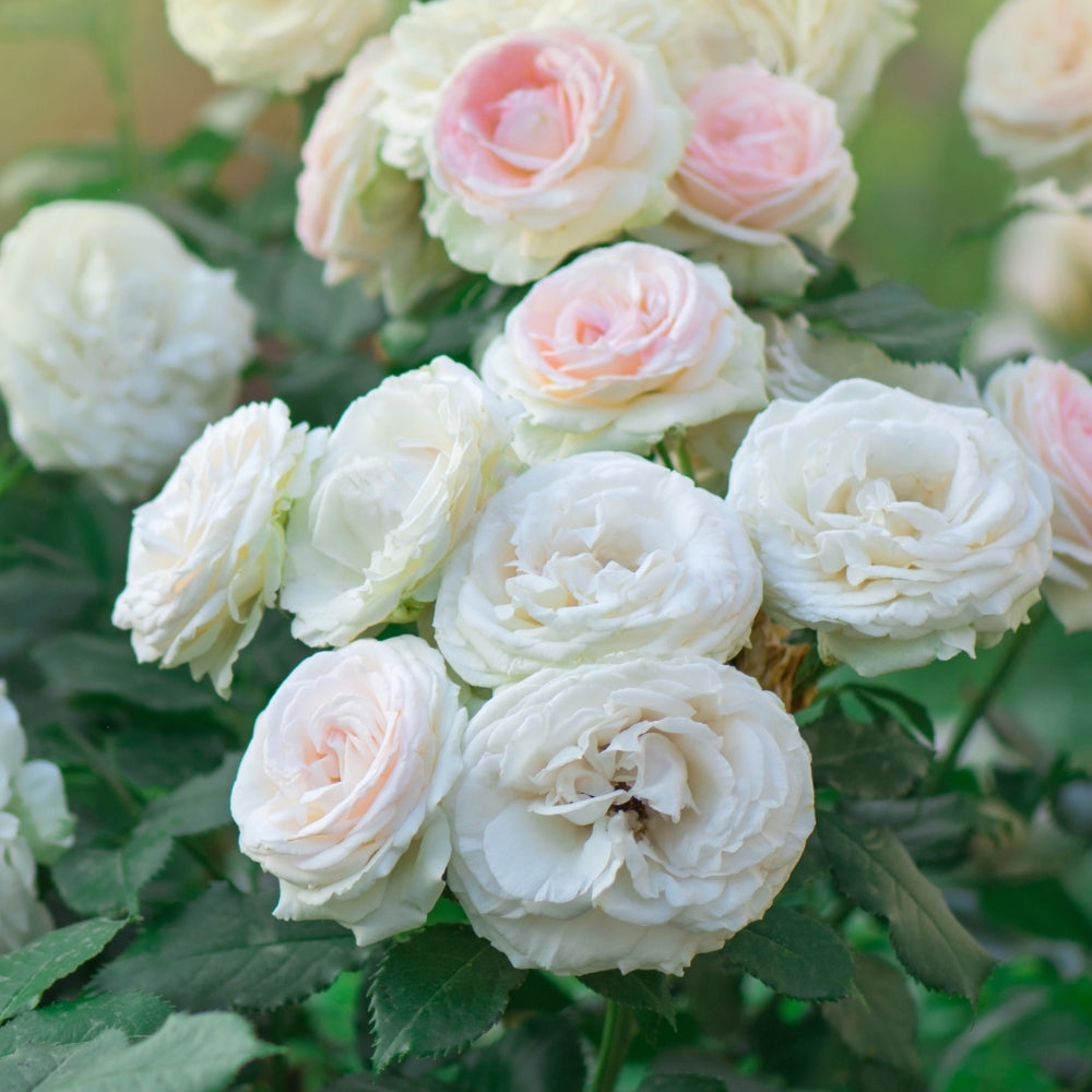 Eden Climber®   Bare Root Climbing Rose