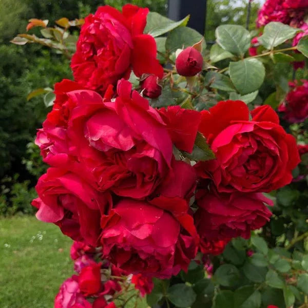 Arborose® Florentina™ - Climber Rose Bush