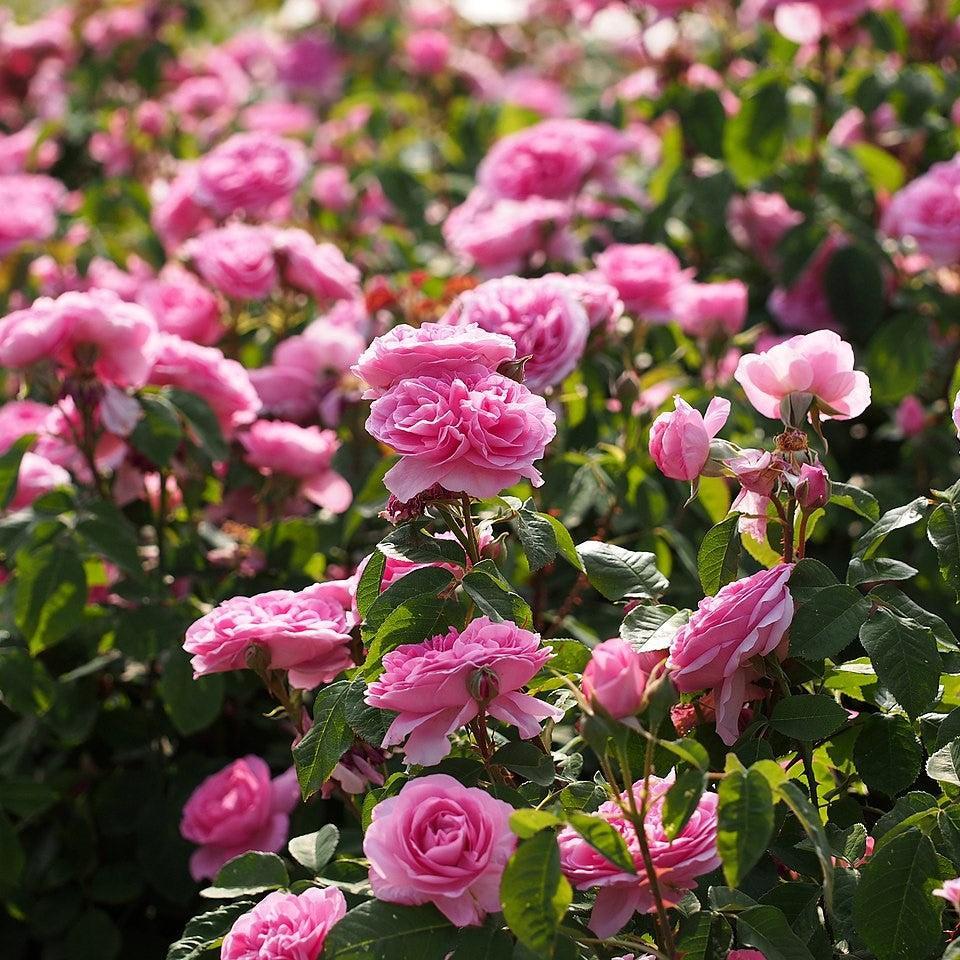 David Austin® Gertrude Jekyll™ Potted Rose Bush