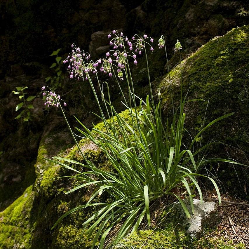 Allium cernuum  Potted Ornamental Onion Plant