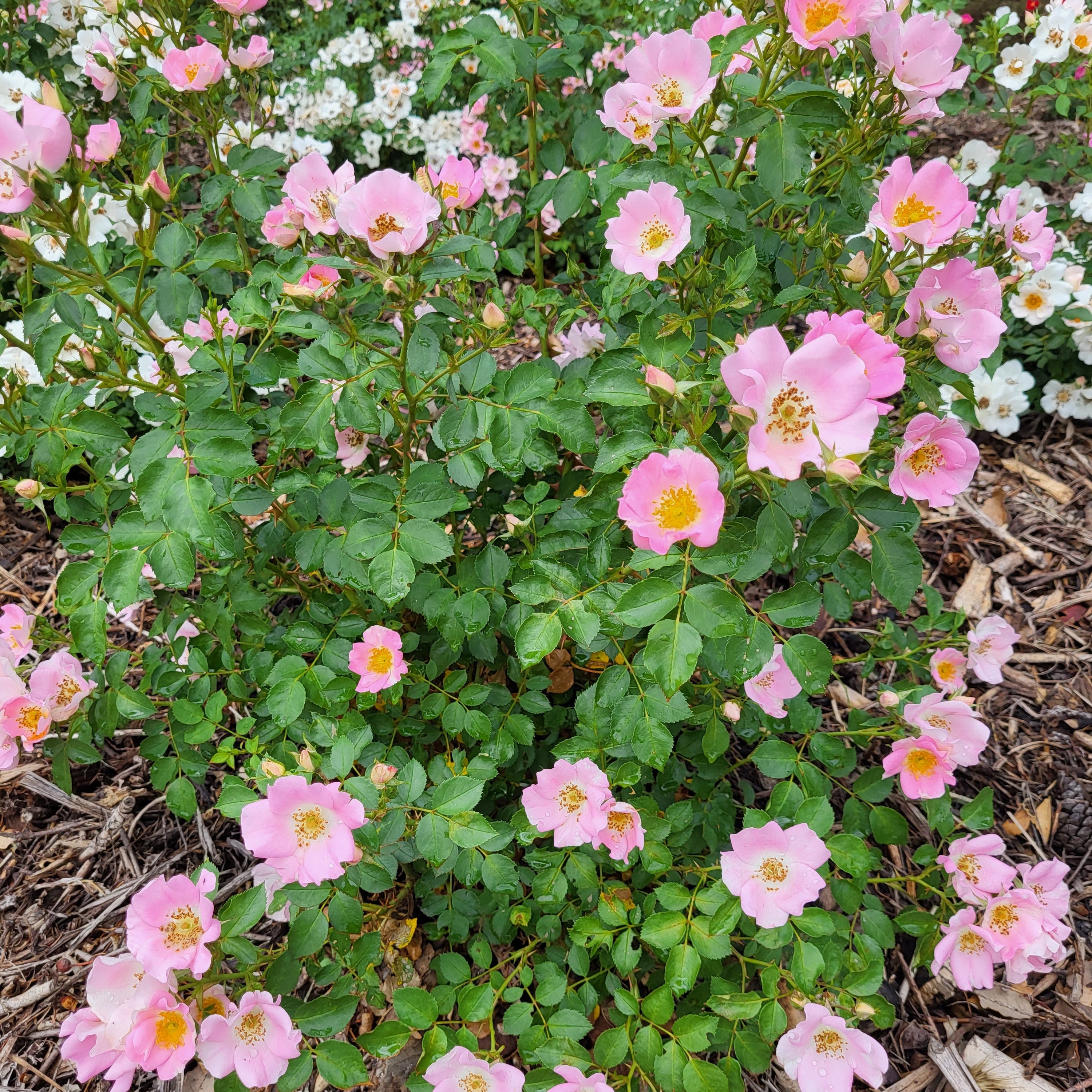Friendly® Pink Potted Rose Bush