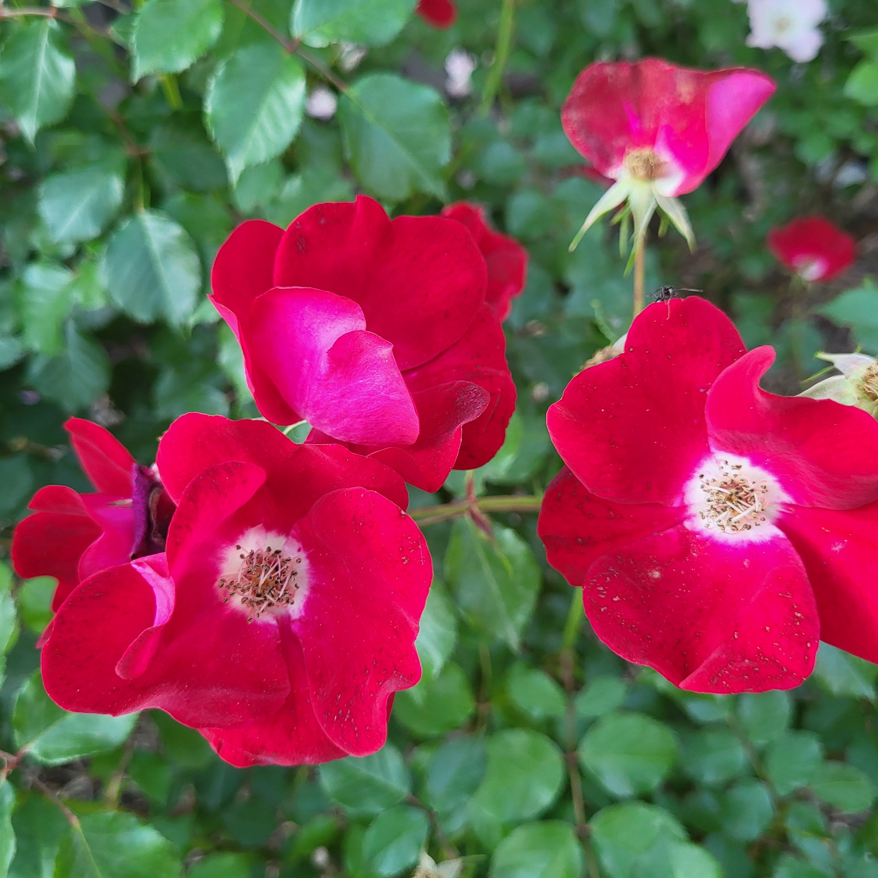 Friendly® Red Potted Rose Bush