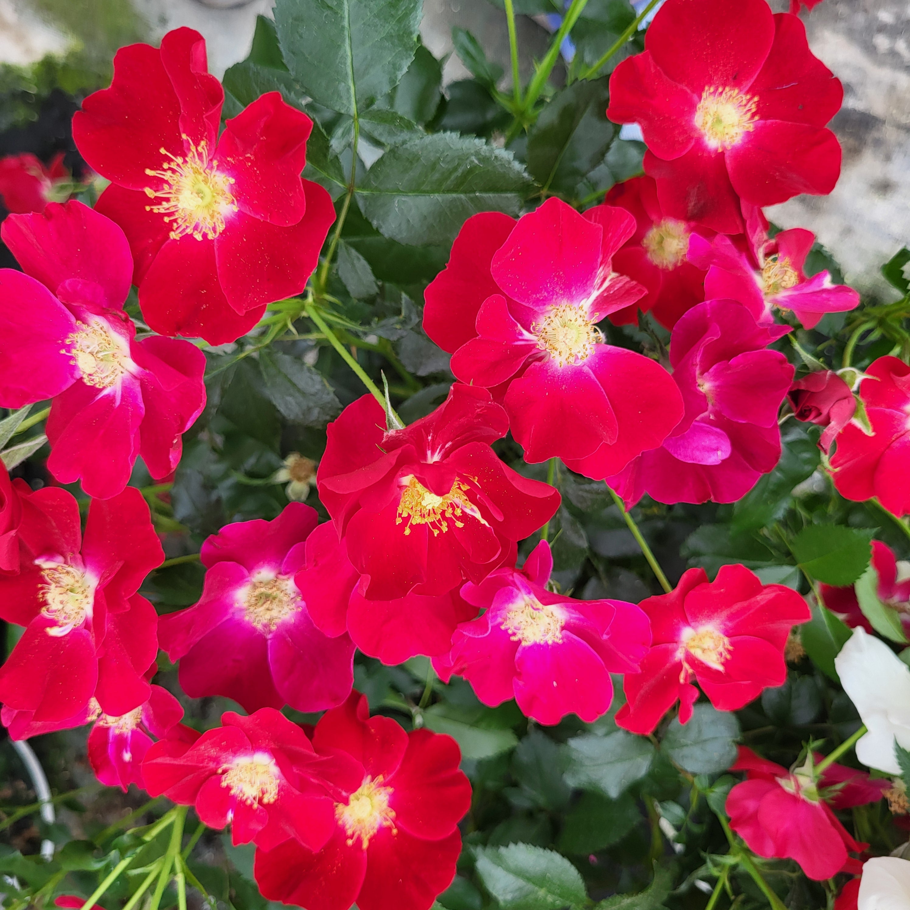 Friendly® Red Potted Rose Bush