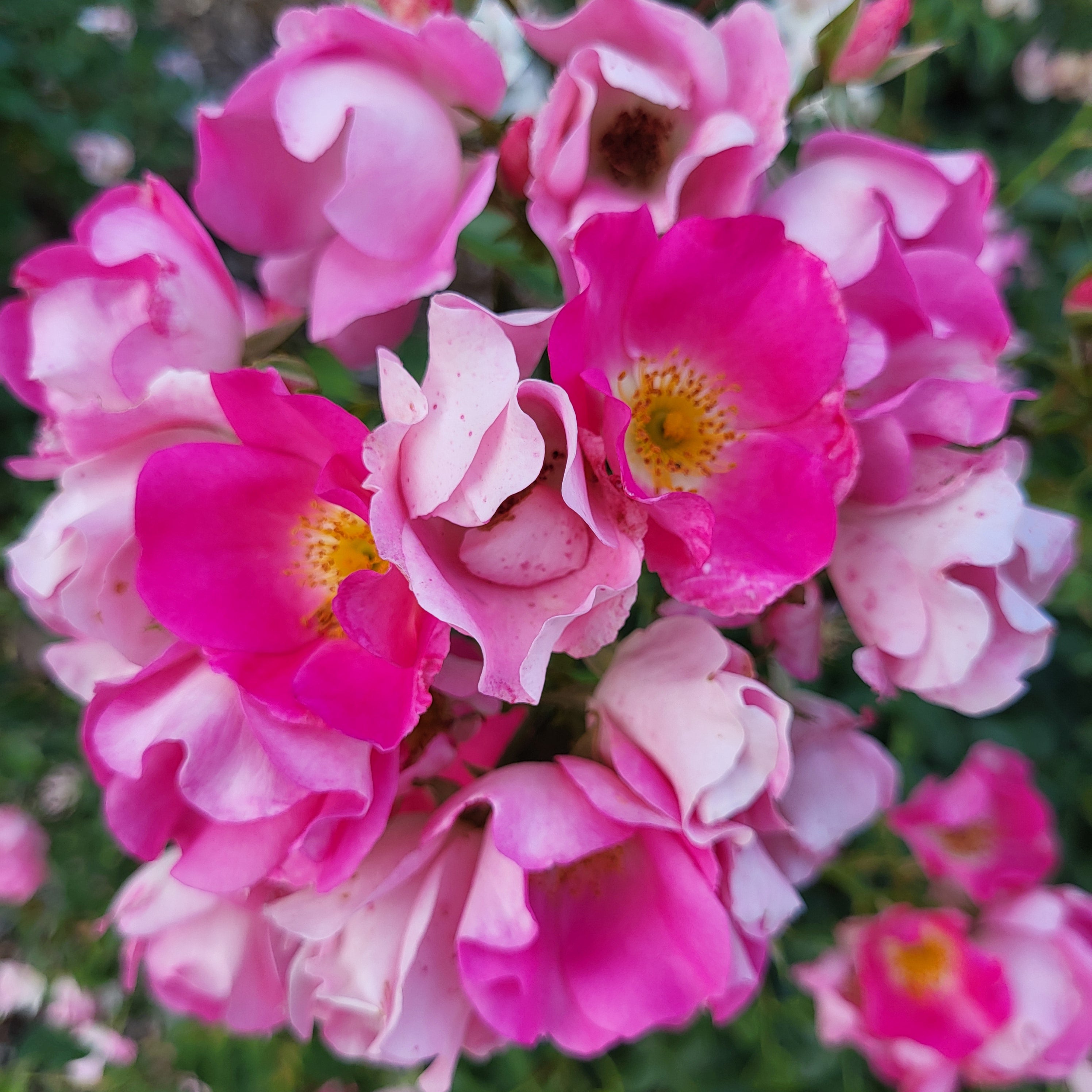 Friendly® Purple Potted Rose Bush