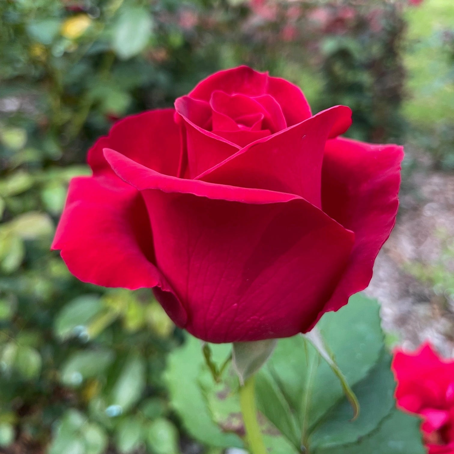 Veterans' Honor® Potted Rose Bush