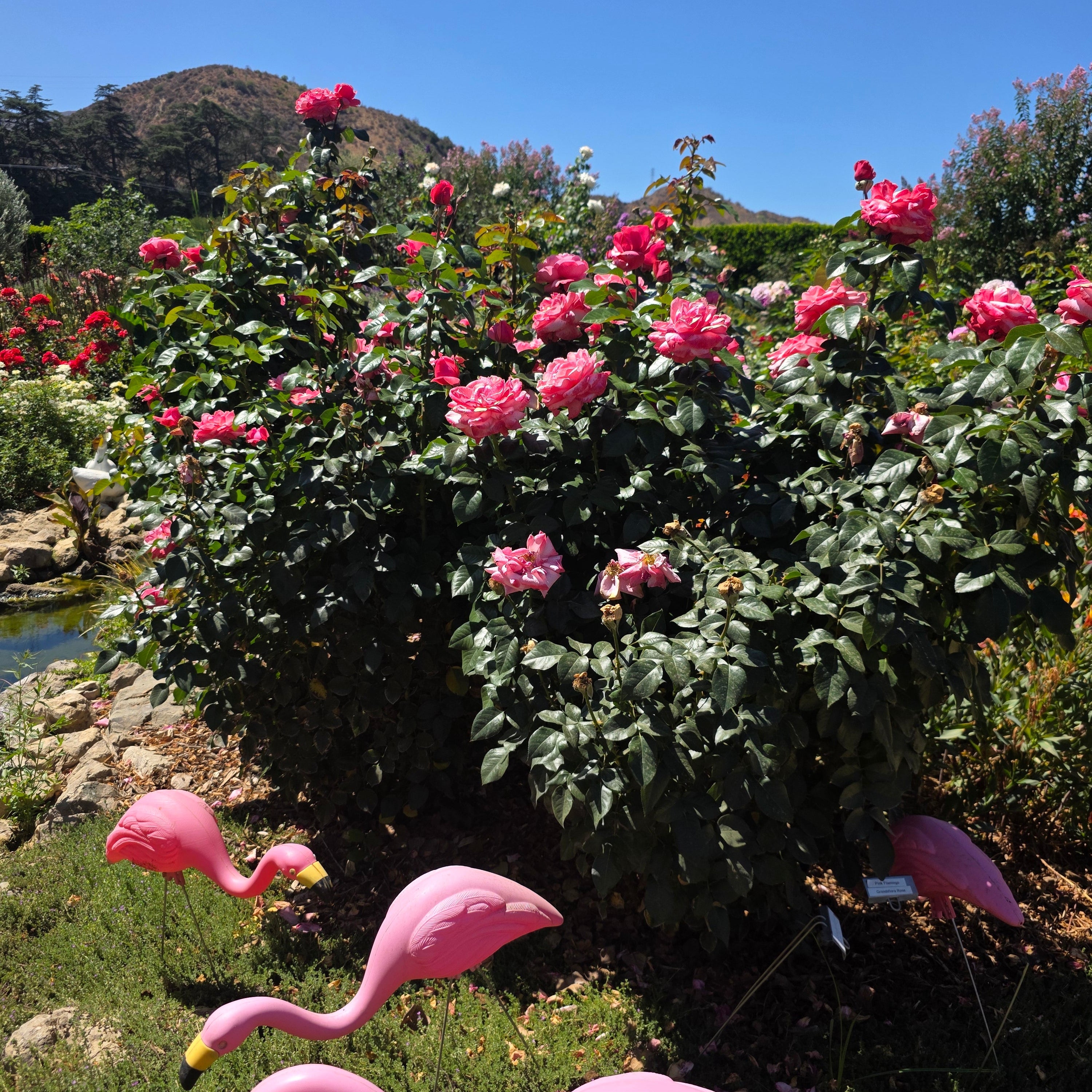 Pink Flamingo™ Bare Root Tree Rose