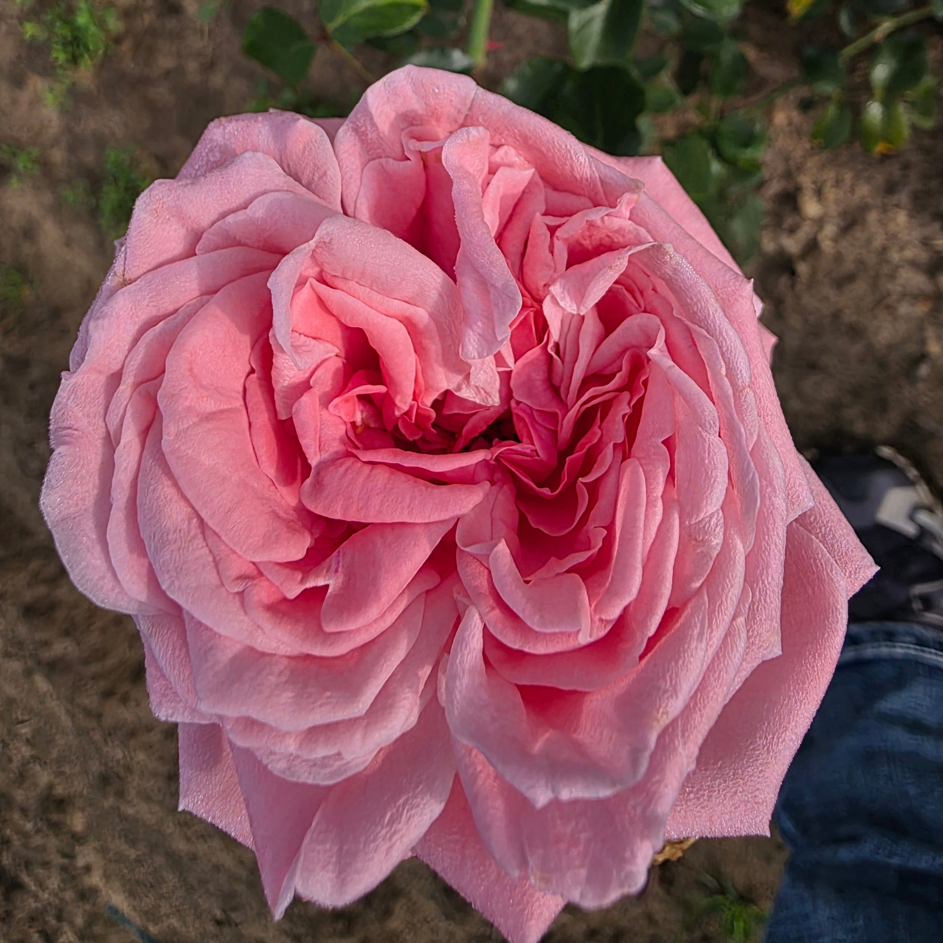Coral Dawn Bare Root Rose Bush