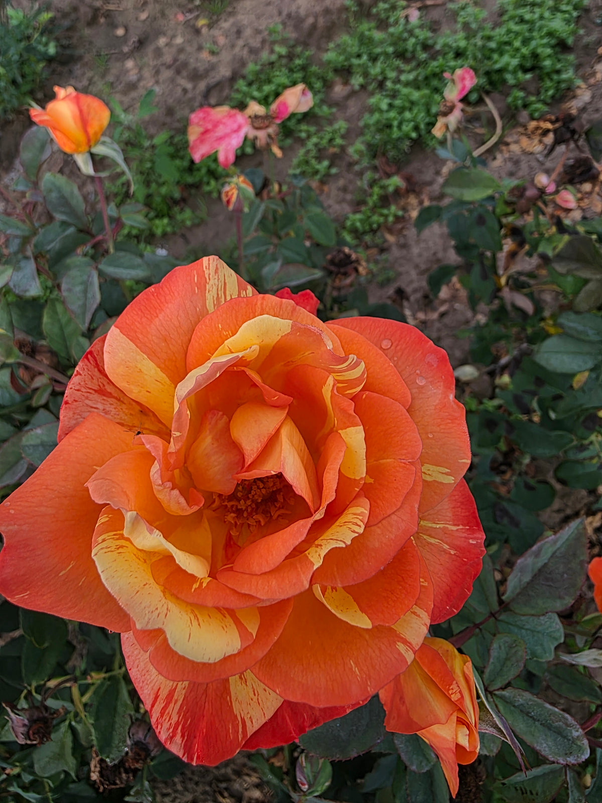 Rainbow Niagara™ Bare Root Rose Bush