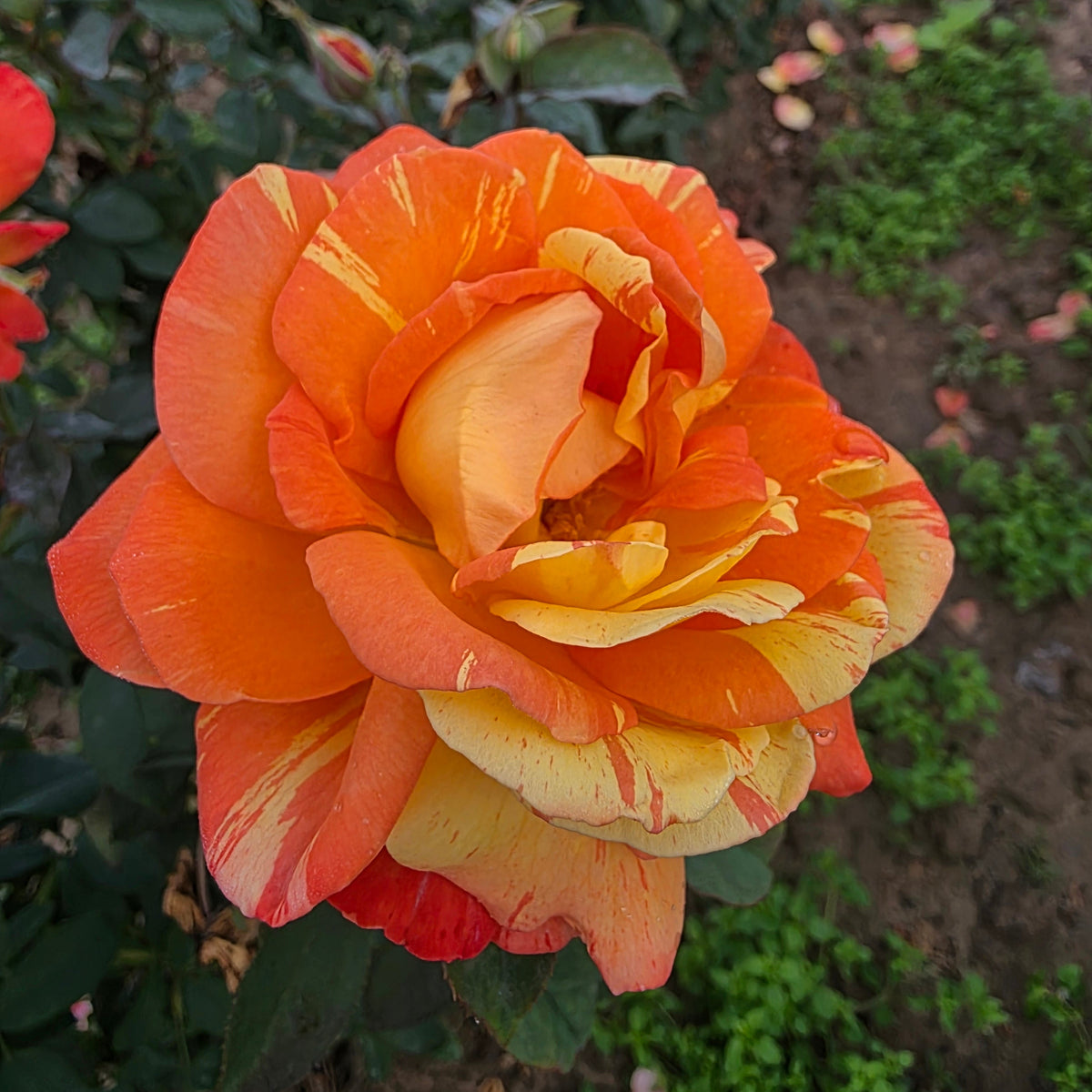 Rainbow Niagara™ Bare Root Rose Bush