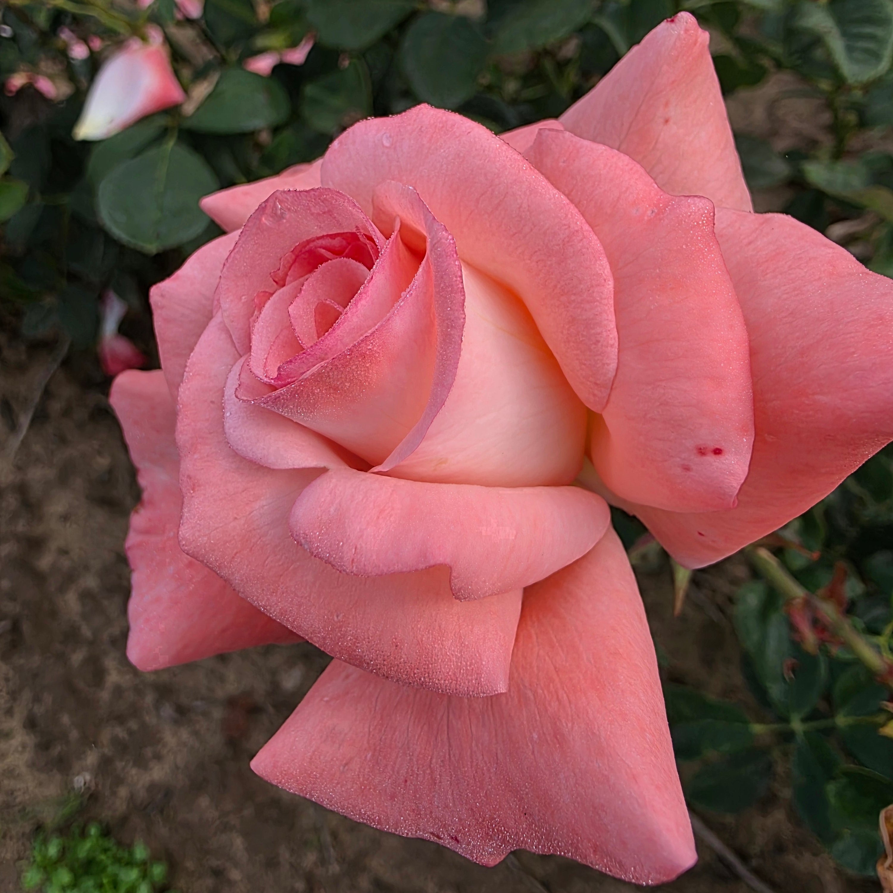 Sheer Elegance Bare Root Rose Bush