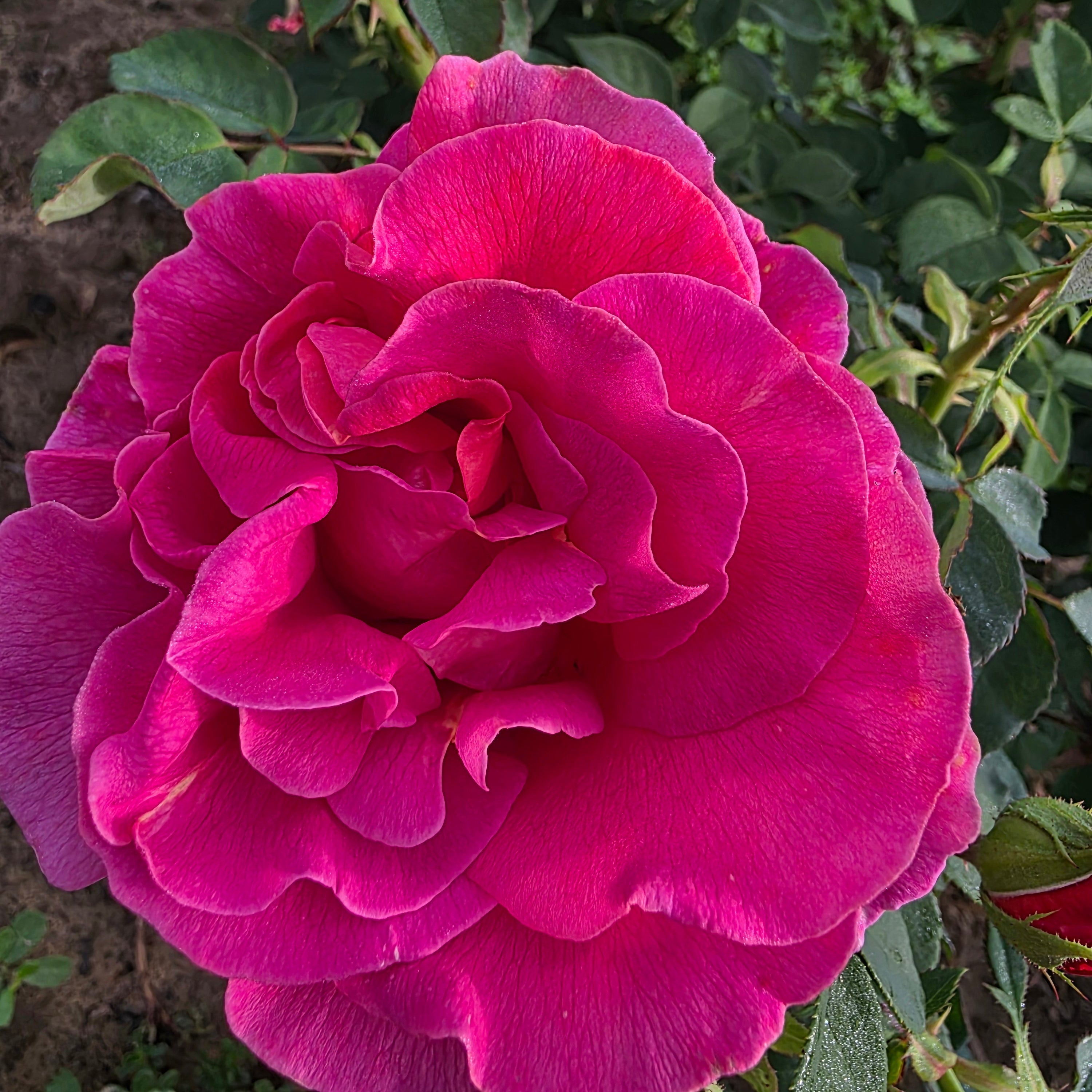 Gentle Giant™ Bare Root Rose Bush