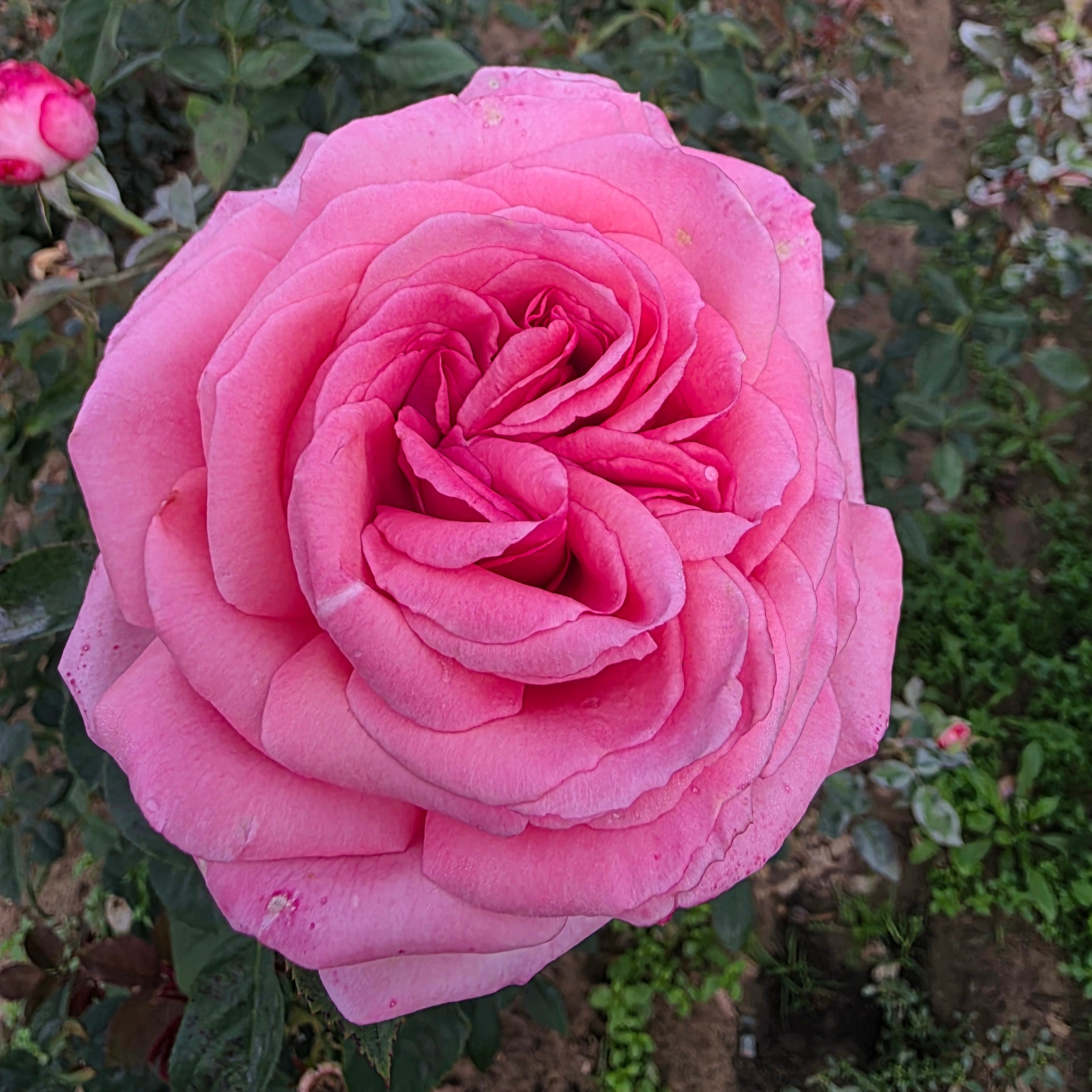Canada Blooms Bare Root Rose Bush