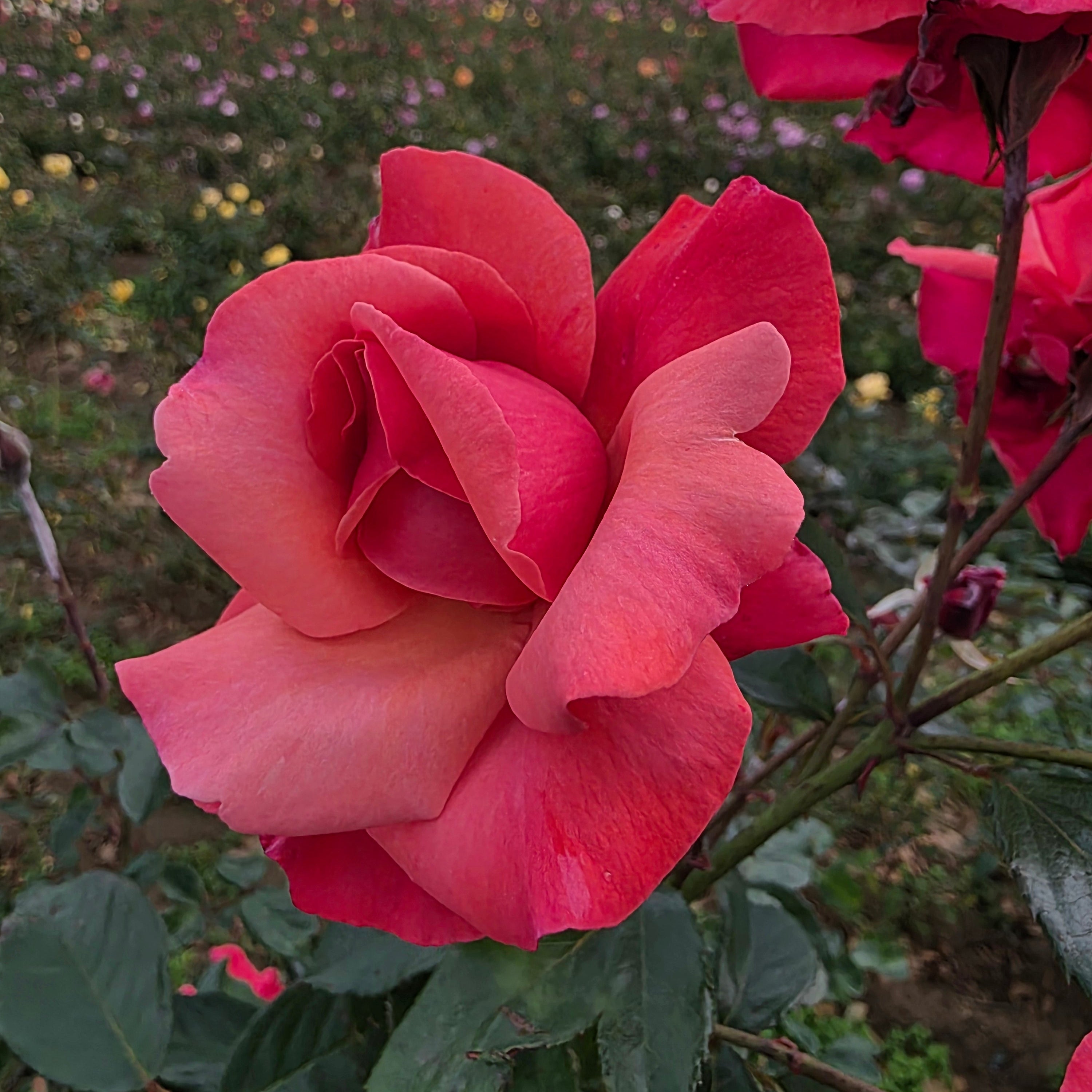 Galway Bay® Bare Root Rose Bush