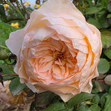 Reflecting Glory™ Bare Root Rose Bush