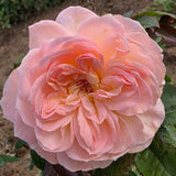 Reflecting Glory™ Bare Root Rose Bush