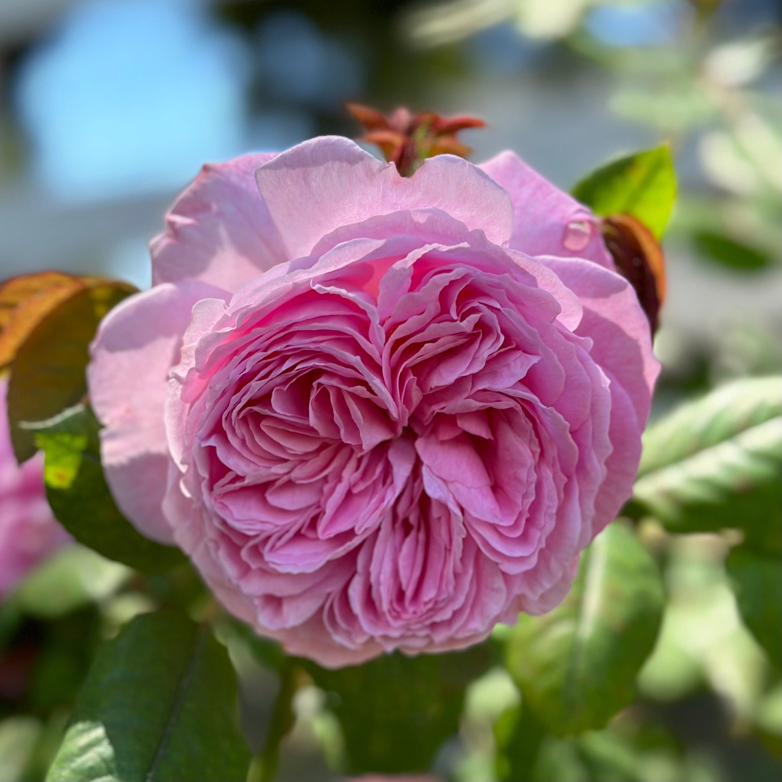 Parfuma® Summer Romance™  Potted Rose Bush