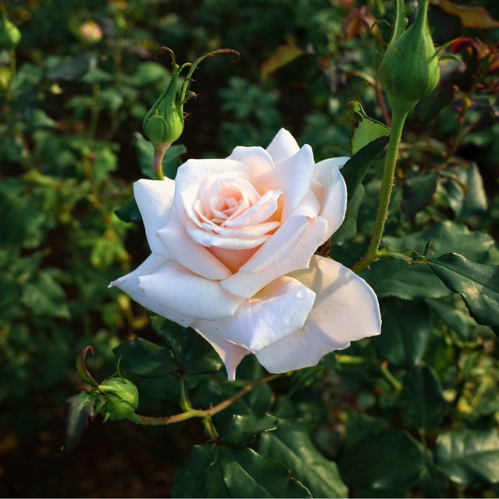French Lace Bare Root Rose Bush
