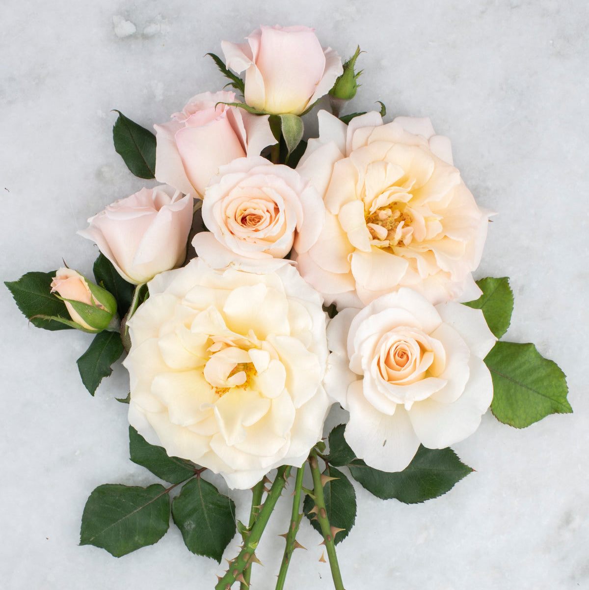 Gracie's Private Collection - French Lace™ Potted Rose Bush