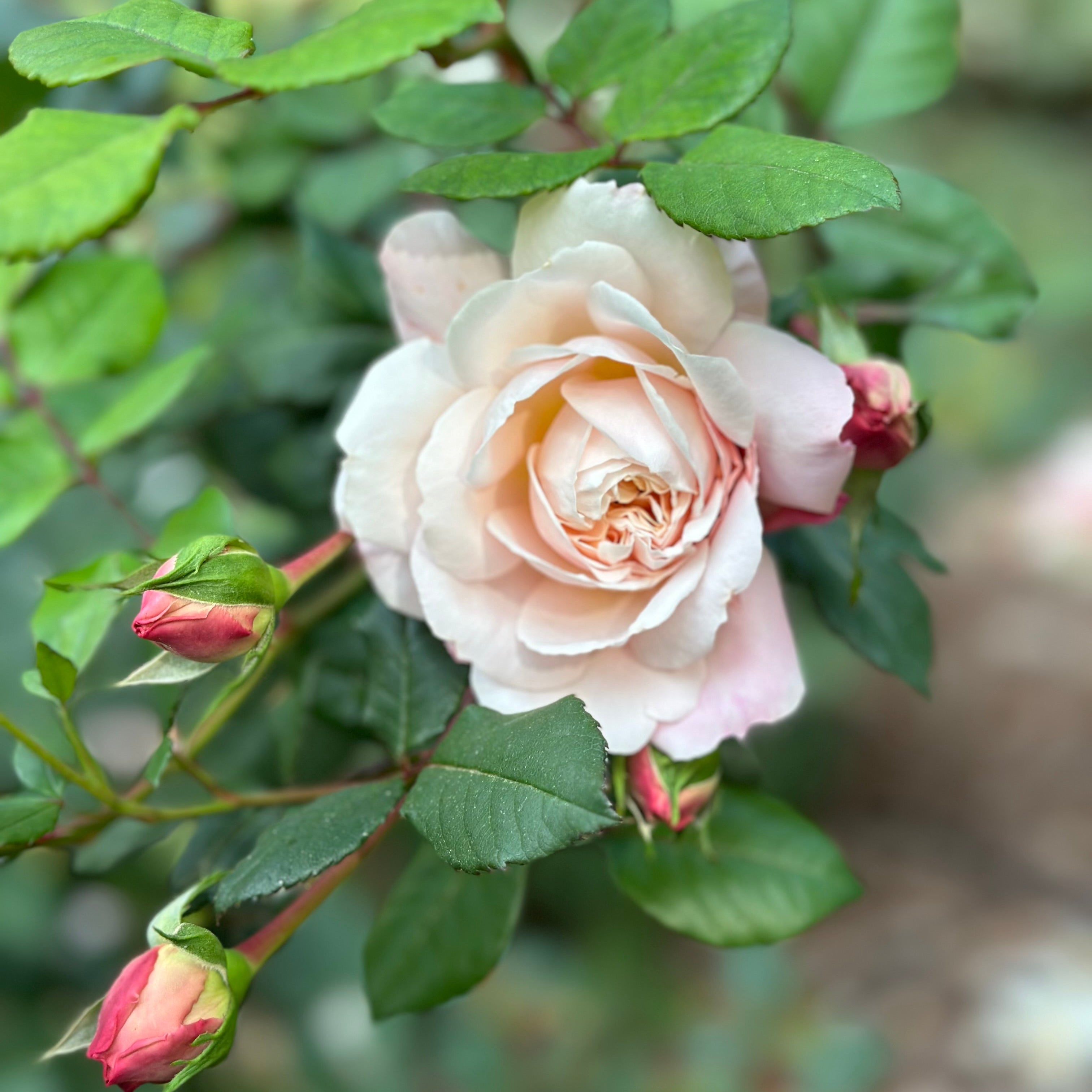 David Austin ® Crocus Rose Potted Rose Bush
