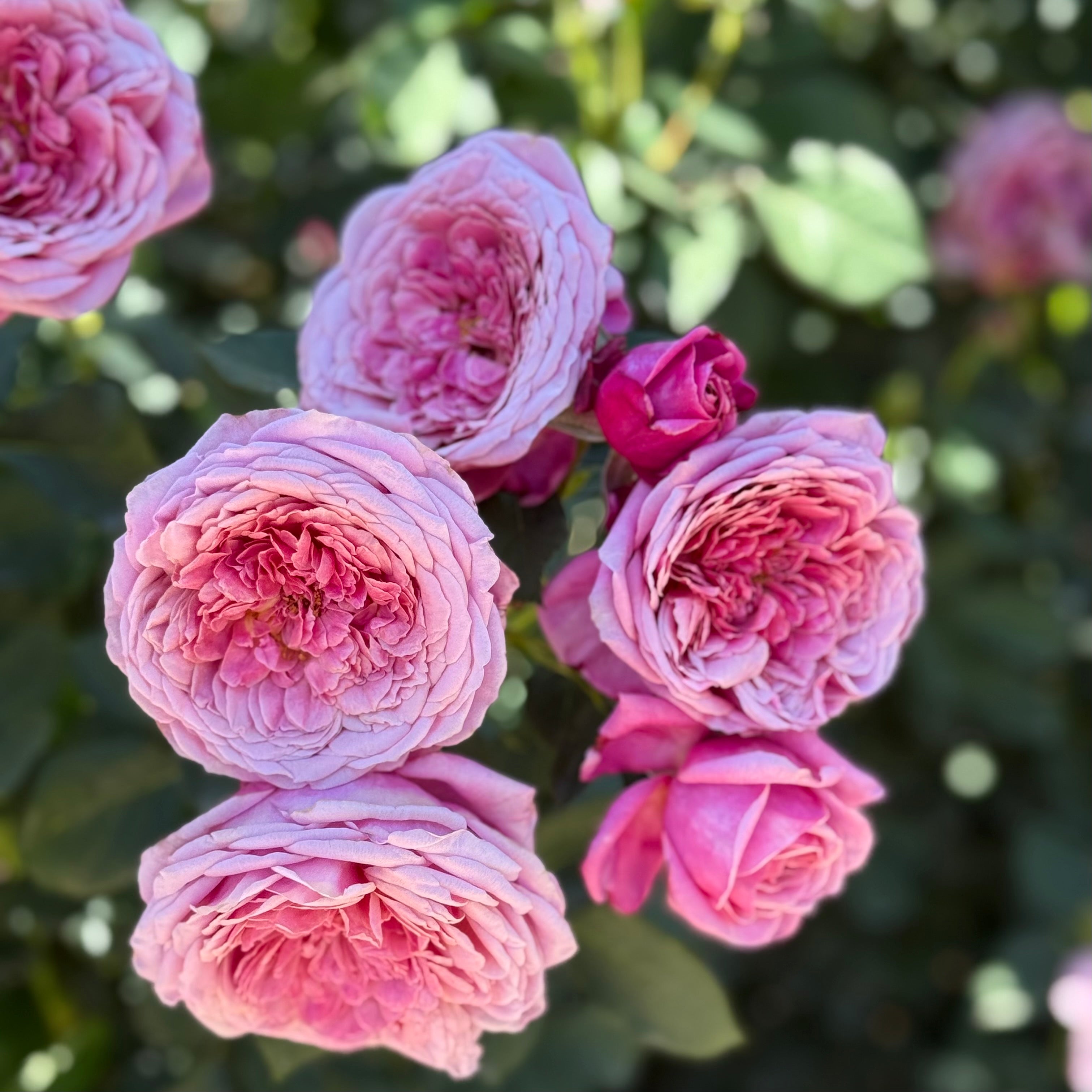 Queen Of Elegance™ Potted Tree Rose