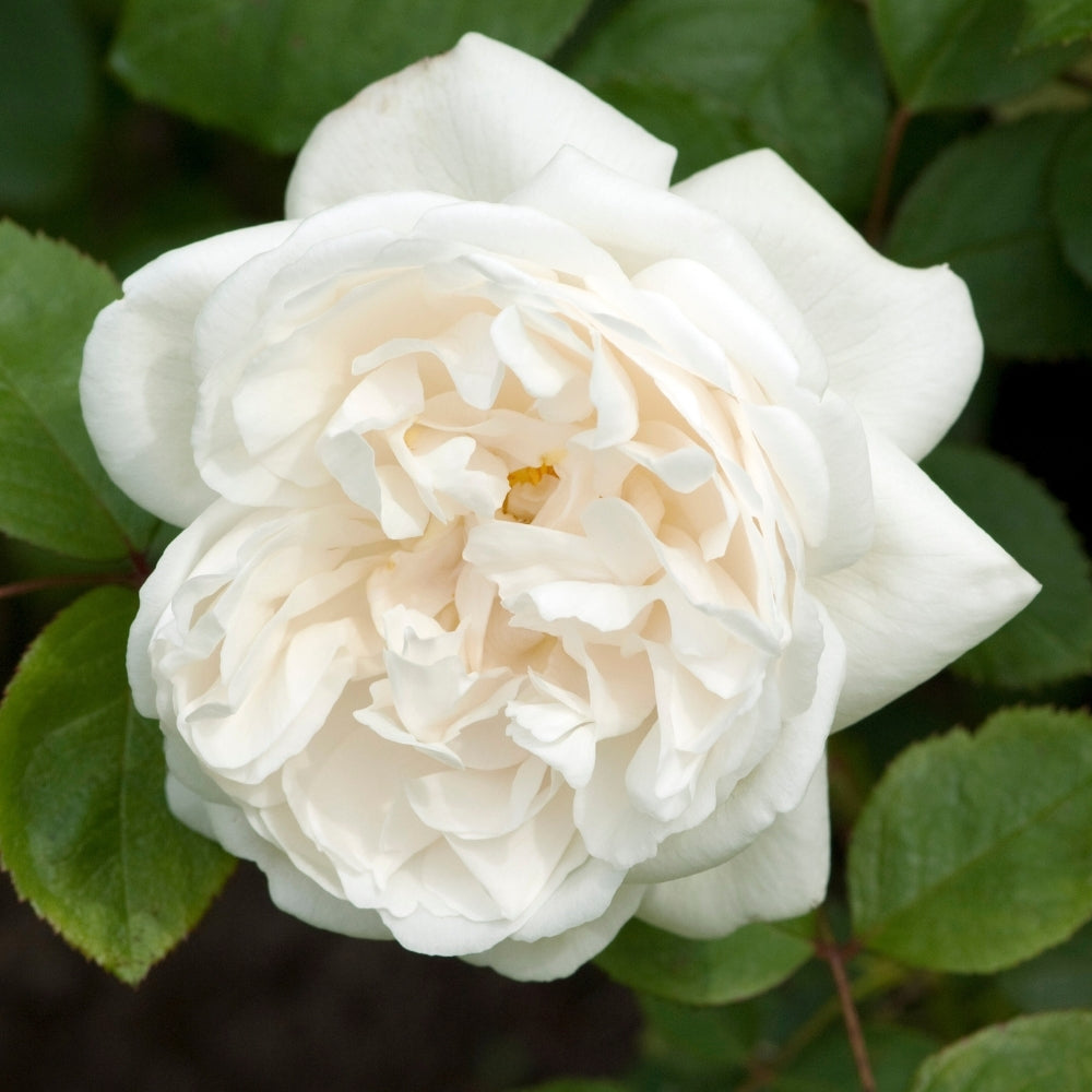 David Austin® Winchester Cathedral® Potted Rose Bush