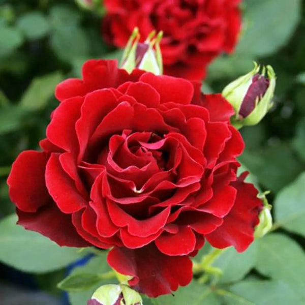 Dancing in the Dark™ Bare Root Rose Bush