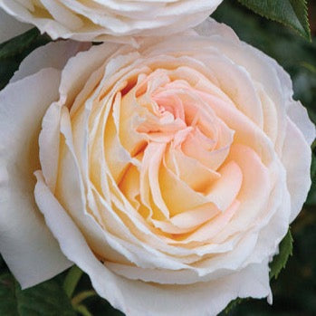 Top Cream™ Potted Rose Bush