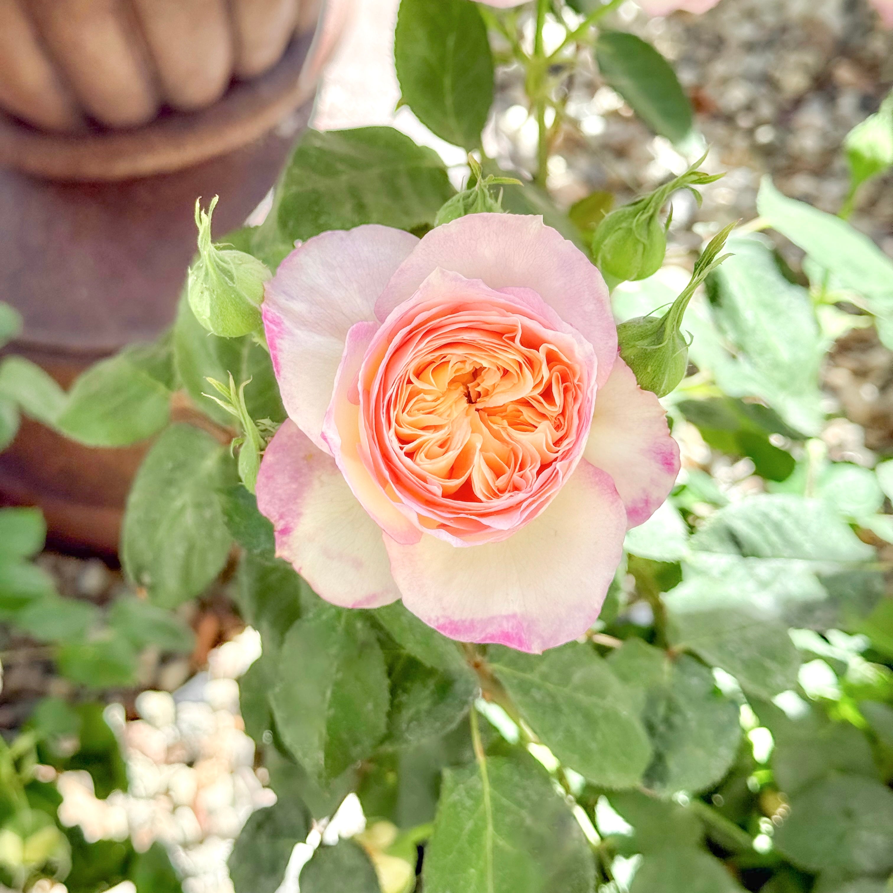 Living the Dream™ Potted Rose Bush