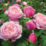 Cathedral Bells™ Rose Bush