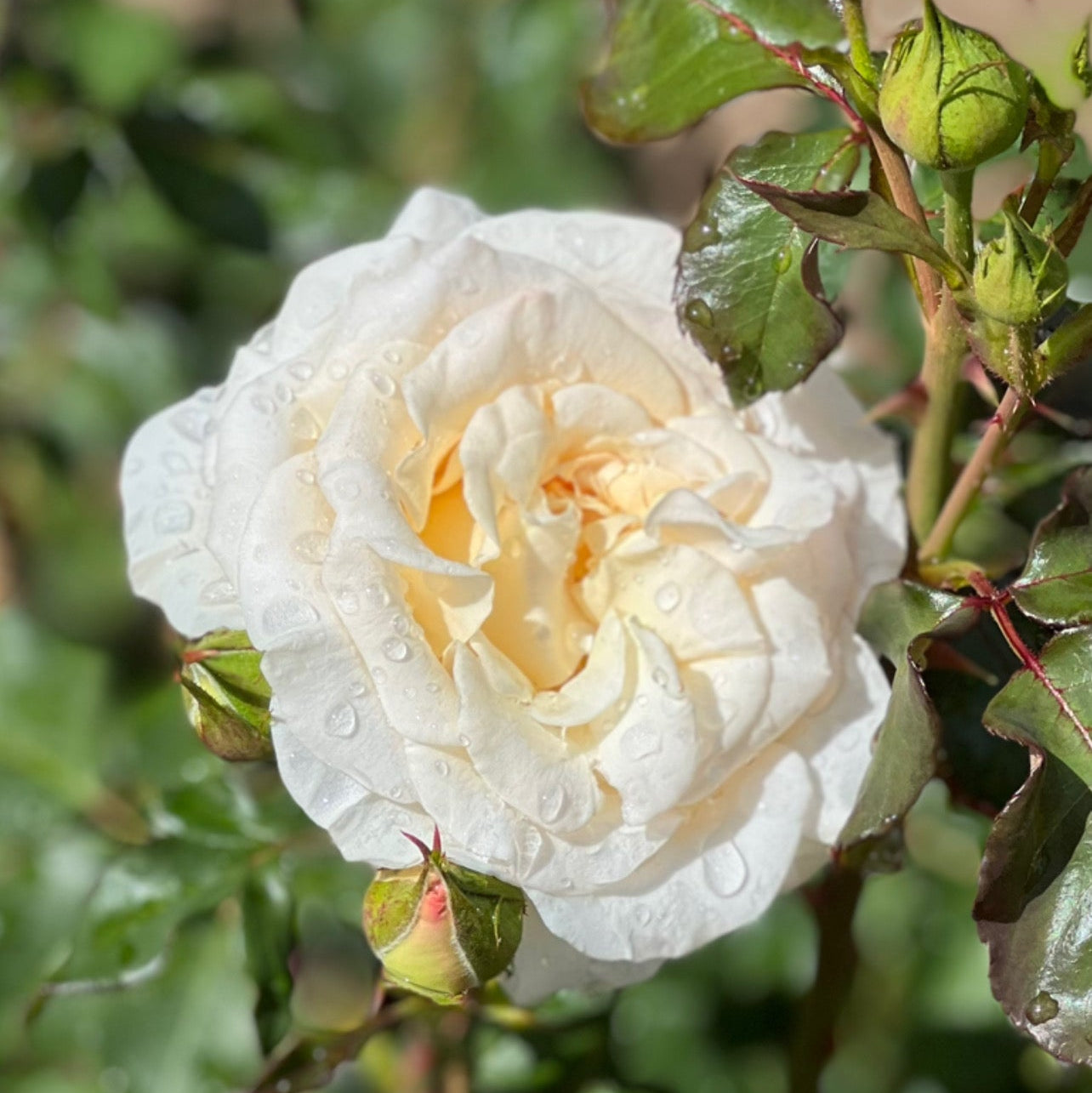 French Lace Bare Root Rose Bush
