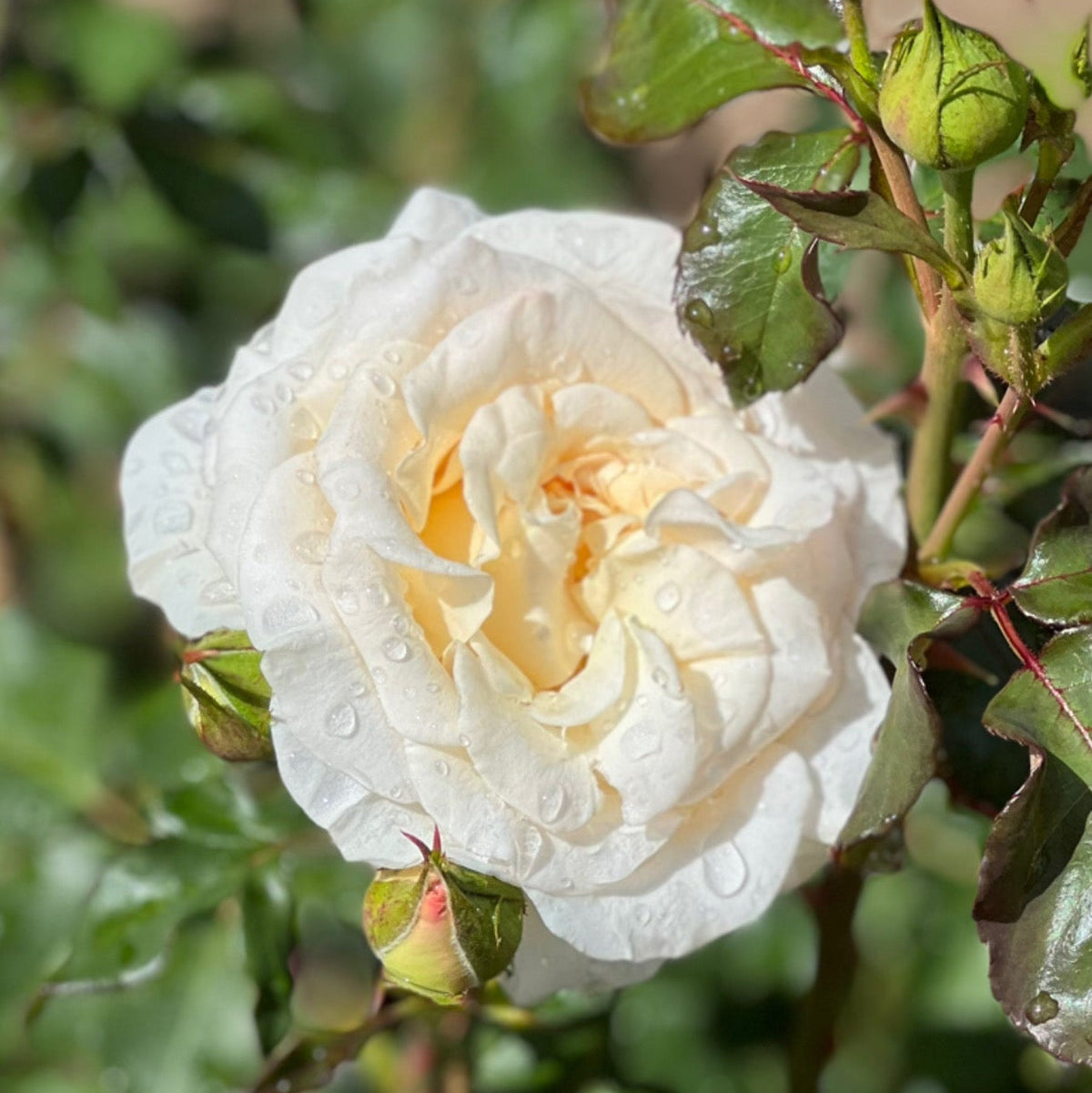 Gracie's Private Collection - French Lace™ Potted Rose Bush