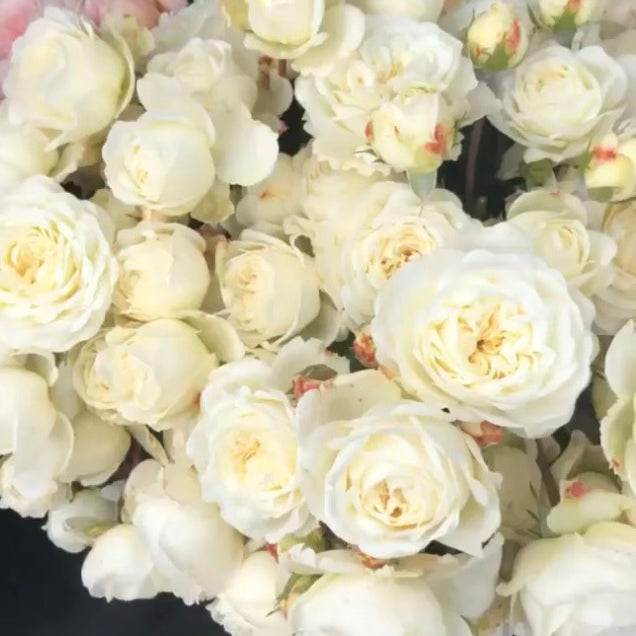 David Austin® Tranquillity Potted Tree Rose