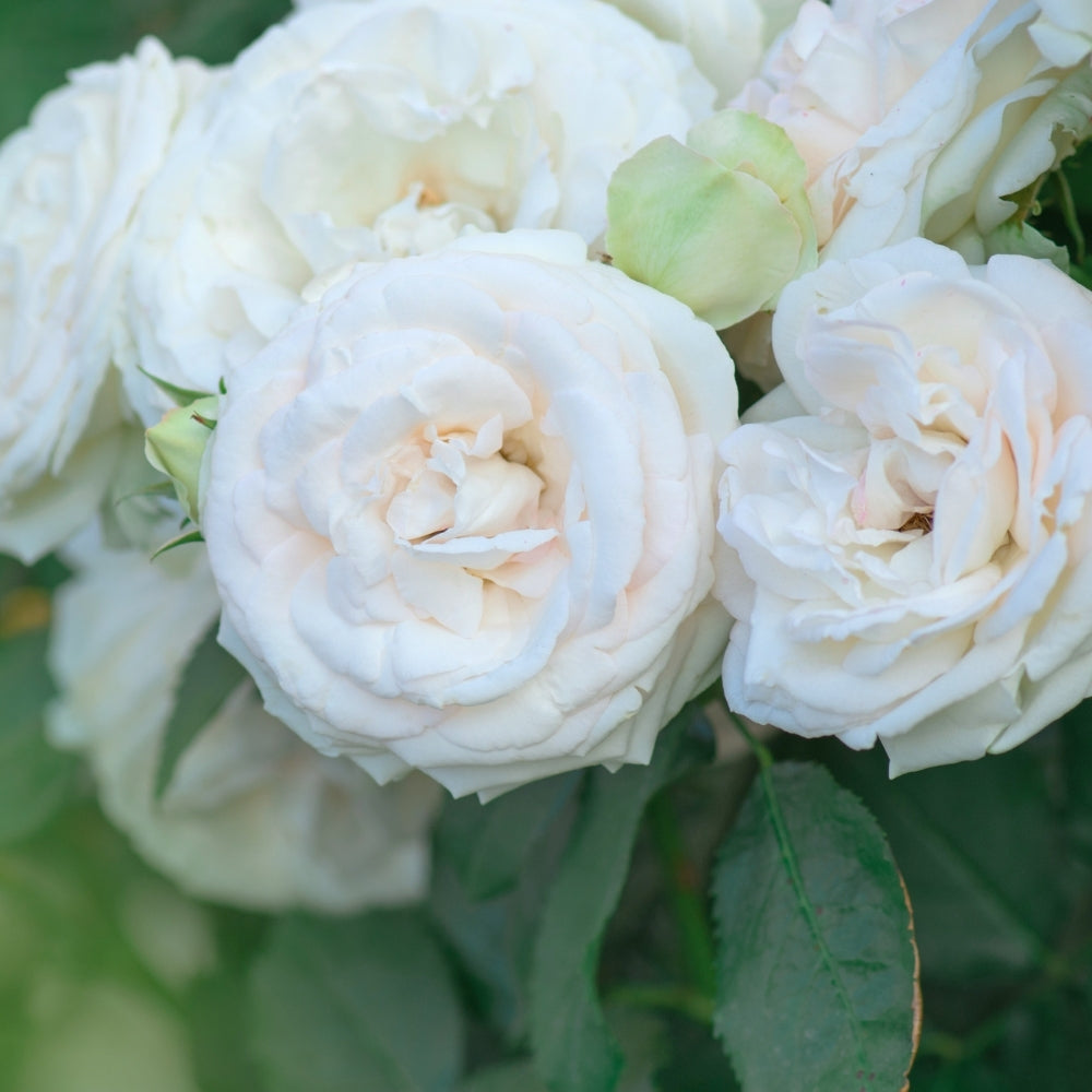 Eden Climber® White  Bare Root Climbing Rose
