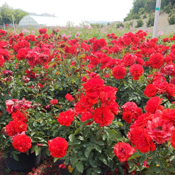 Trumpeter Potted Tree Rose