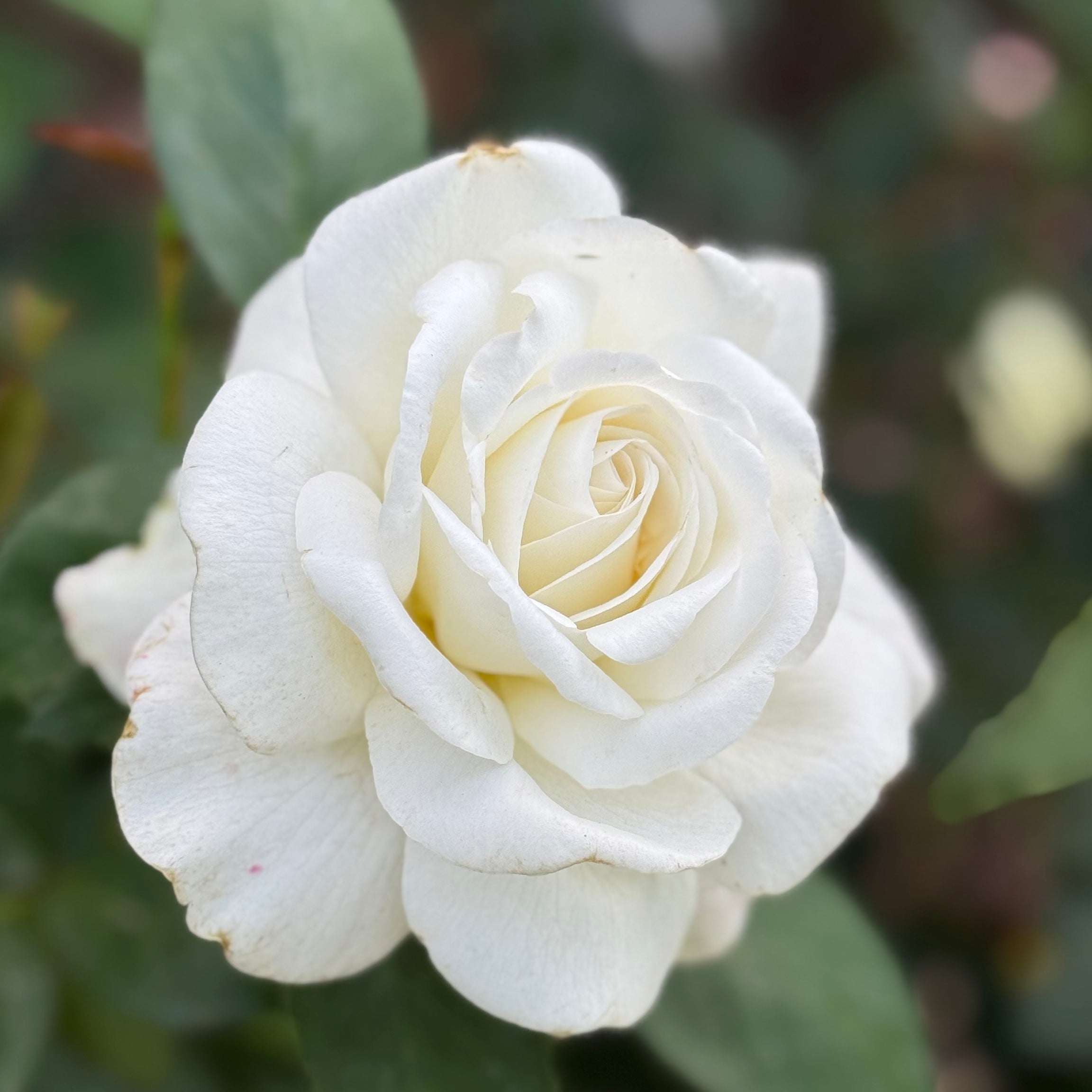 Sugar Moon™ Potted Rose Bush