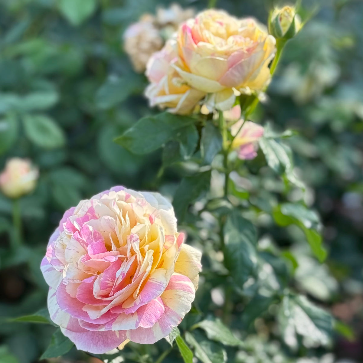 Pop Art™ Bare Root Rose Bush