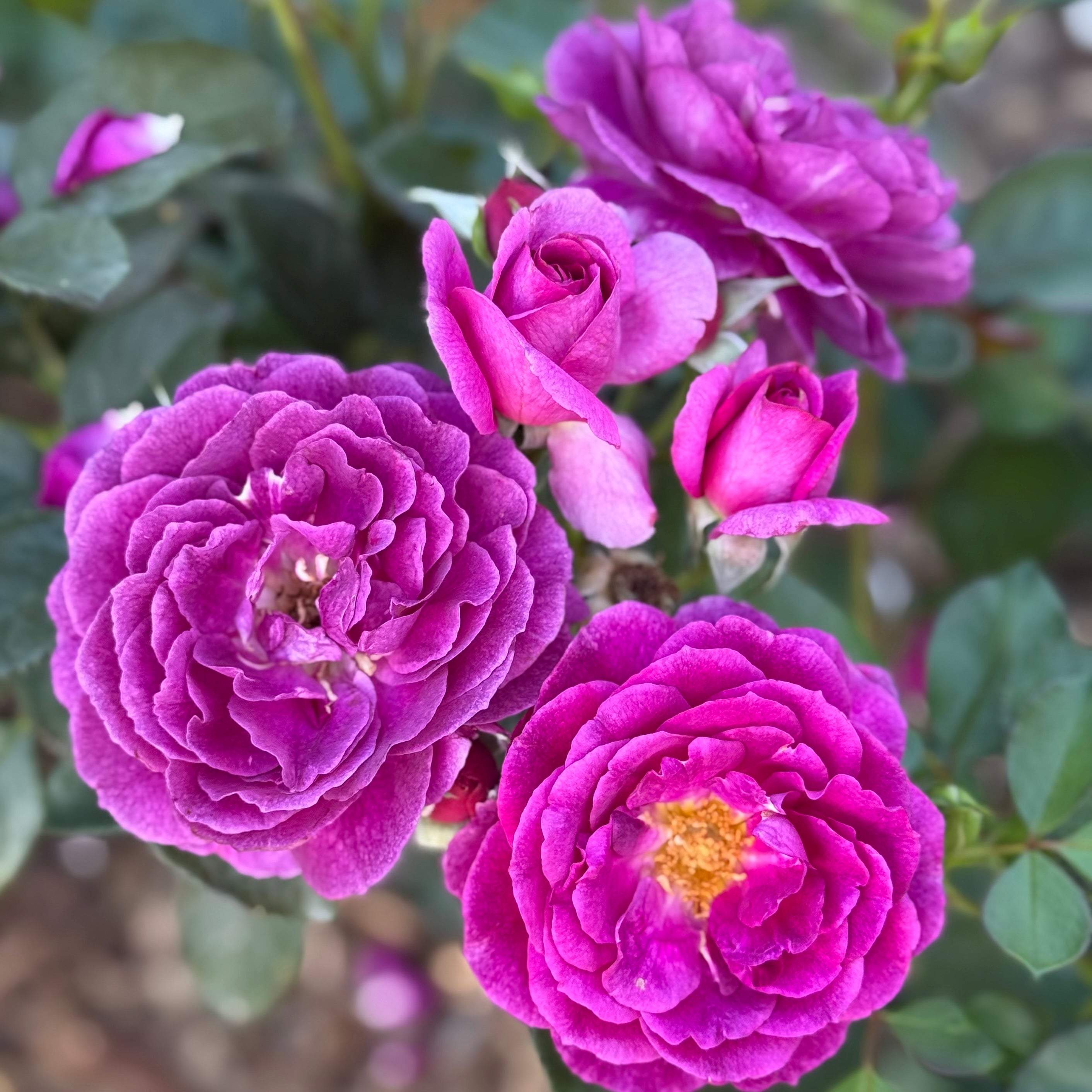 Ebb Tide™ Potted Tree Rose