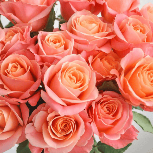 Miss Piggy Potted Rose Bush