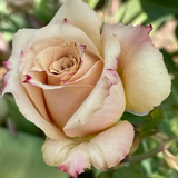 Sahara Sensation™ Rose Bush