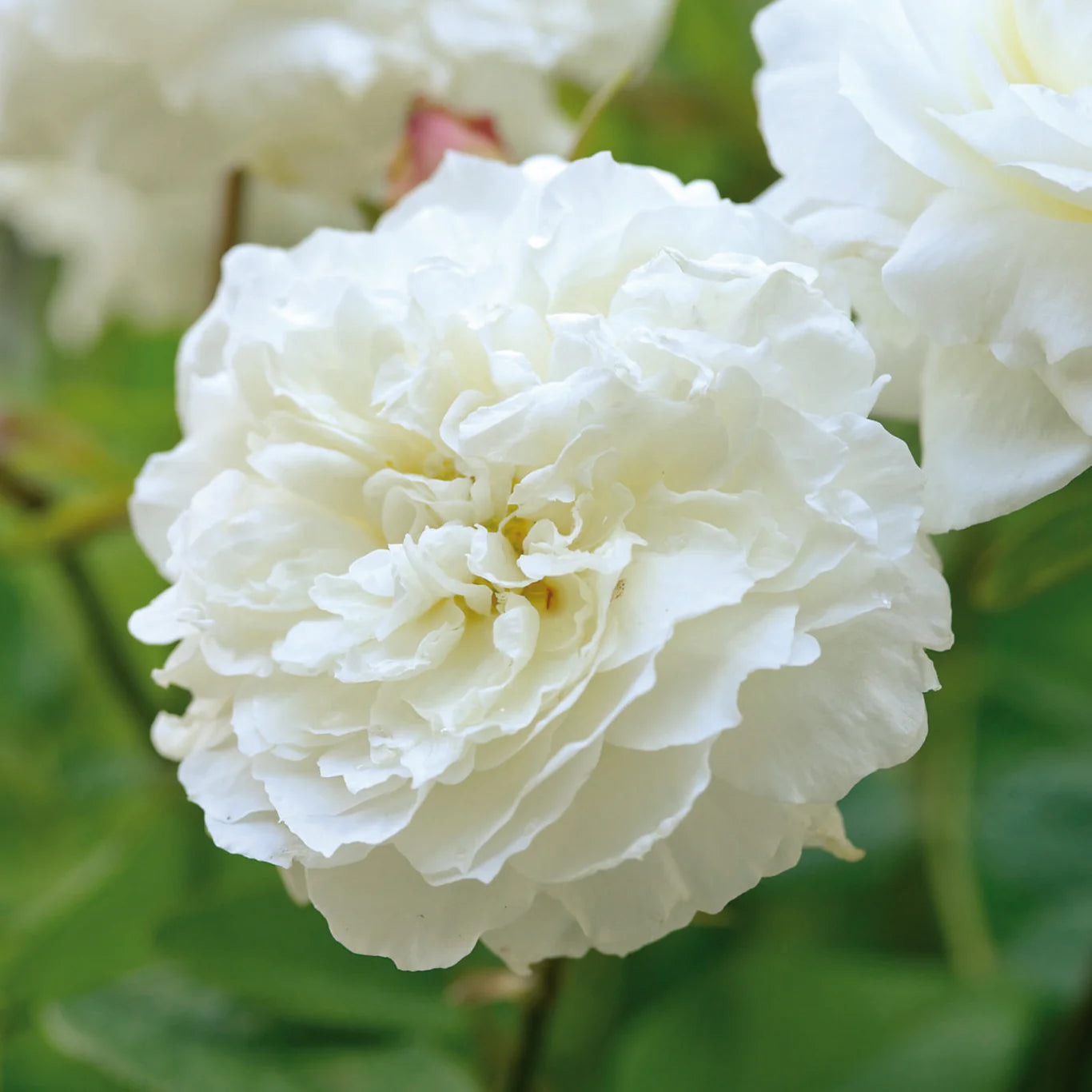 David Austin® Susan Williams-Ellis® Potted Rose Bush
