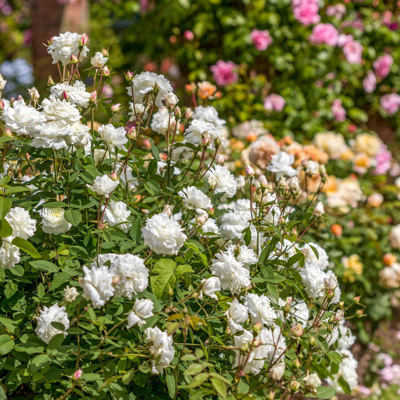 David Austin® Susan Williams-Ellis® Potted Rose Bush