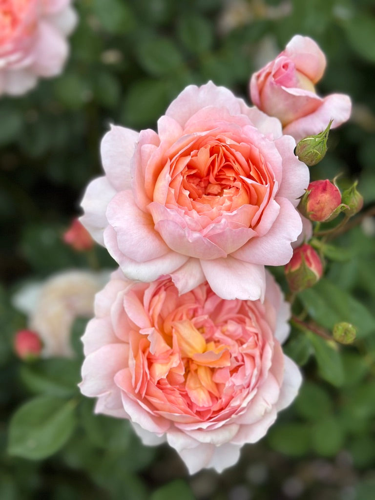 David Austin® Carding Mill® Potted Rose Bush