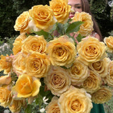 Golden Mustard™ Rose Bush