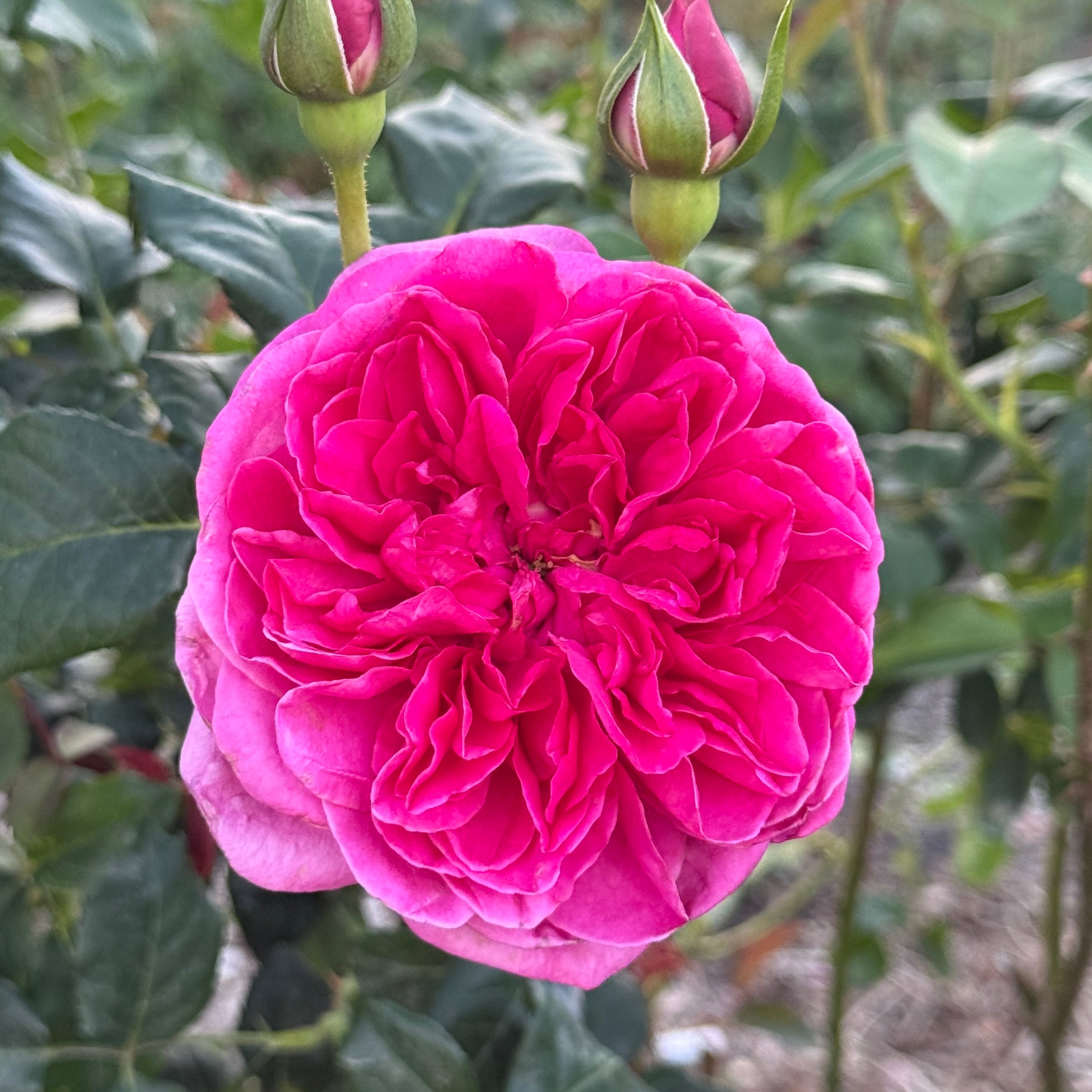 David Austin® Princess Anne® Potted Tree Rose