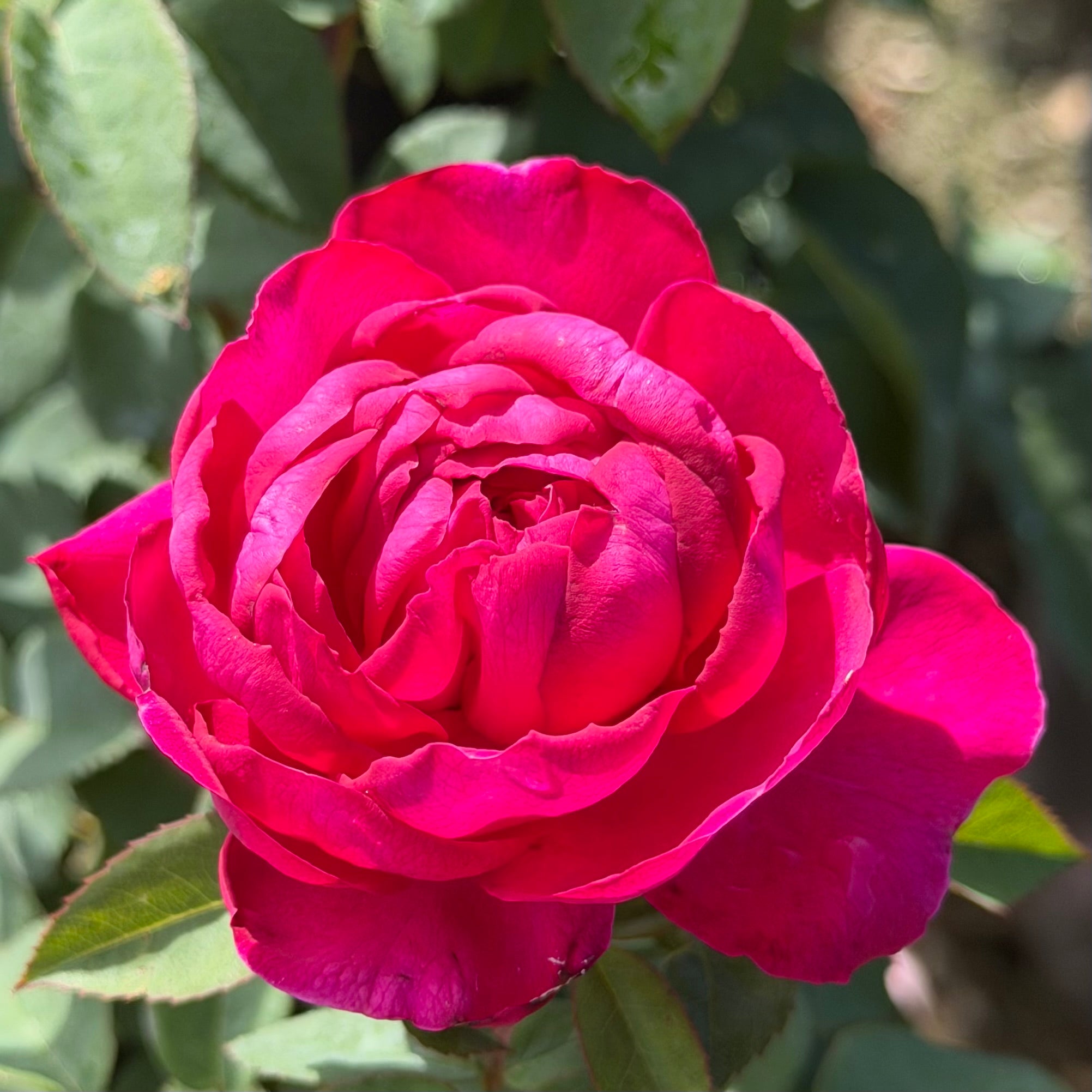 Delphine-Grace™ Potted Rose Bush