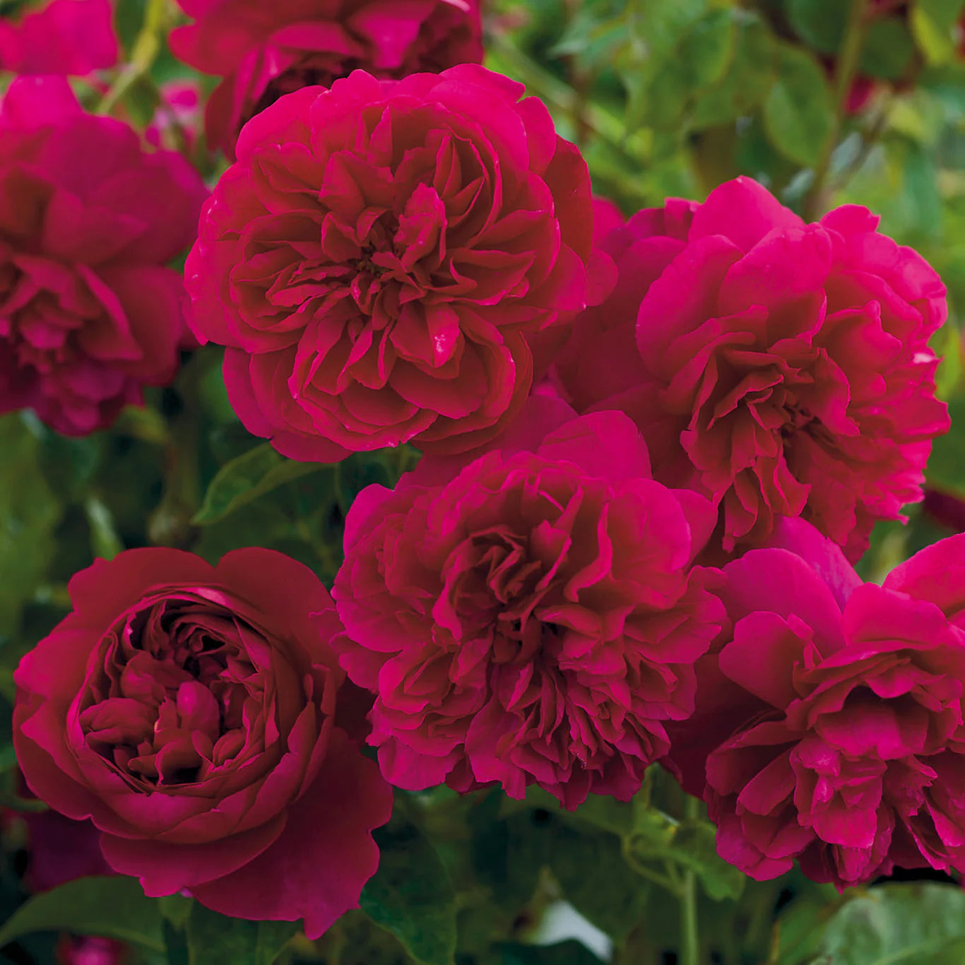 David Austin® Thomas à Becket® Potted Rose Bush