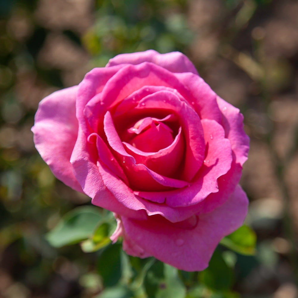 Gentle Giant™ Bare Root Rose Bush