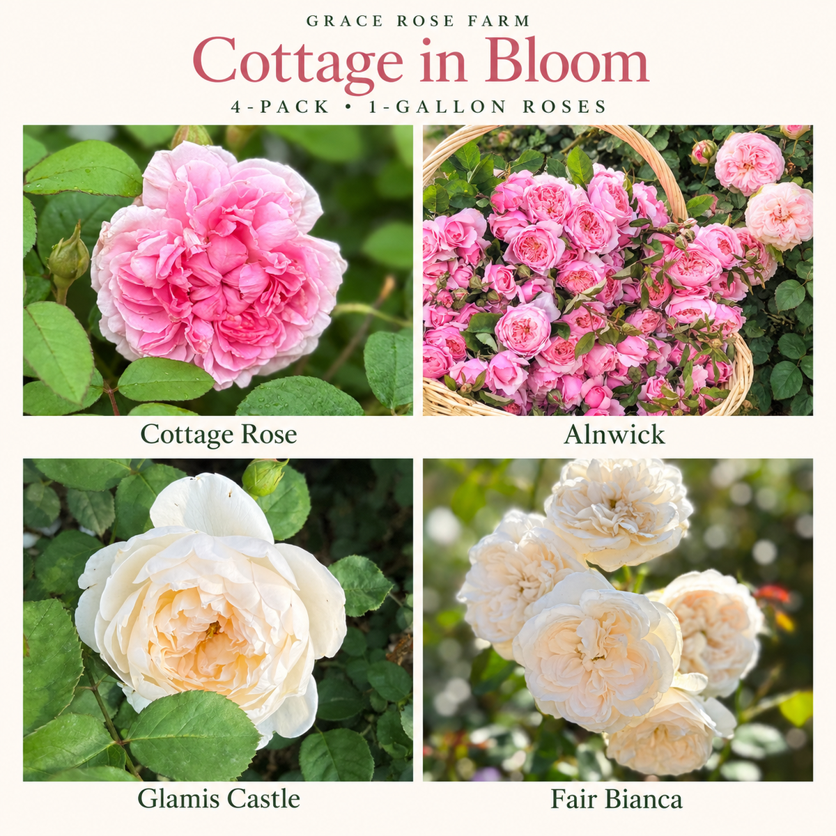 COTTAGE IN BLOOM 4 Pack - David Austin® Cottage Rose®, The Alnwick®, Glamis Castle® & Fair Bianca®