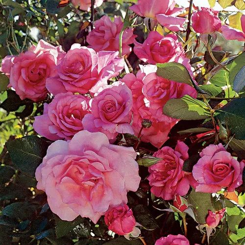 Social Climber Rose Bush