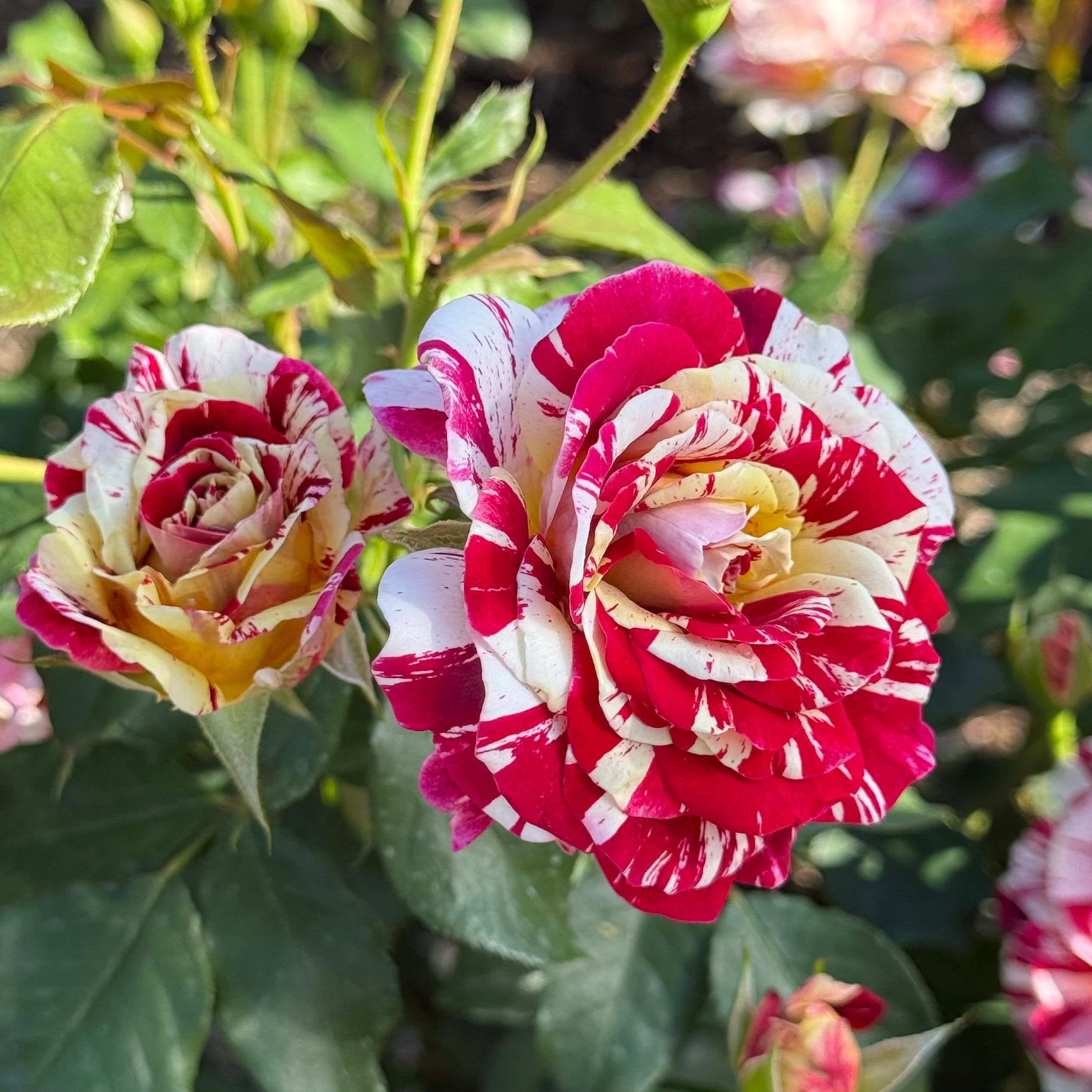 George Burns Potted Rose Bush